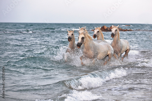 Fototapeta Naklejka Na Ścianę i Meble -  Running horses on water 