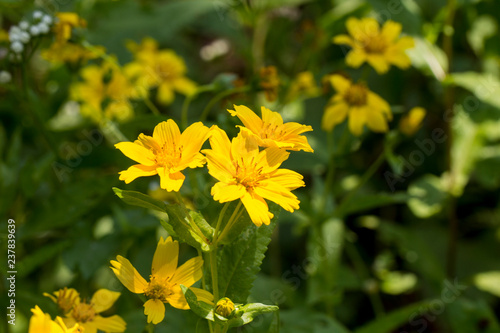  Yellow sesame flowers field background