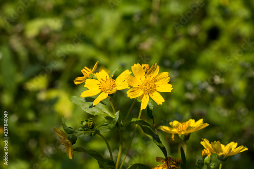  Yellow sesame flowers field background
