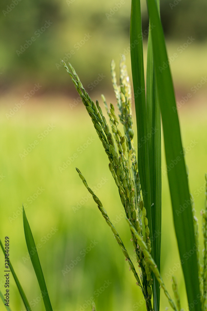 Close up of green paddy rice plant. Close up of green paddy rice plant.