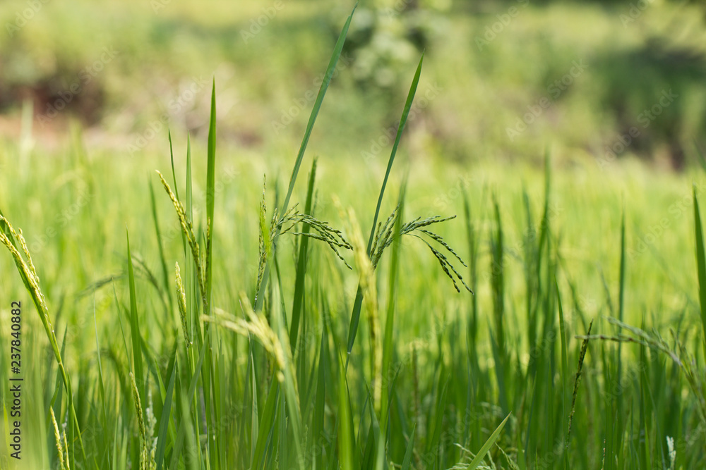 Fototapeta premium Close up of green paddy rice plant.