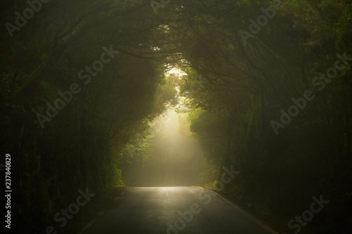 Obraz na płótnie Empty misty road in Anaga forest on Tenerife. w salonie