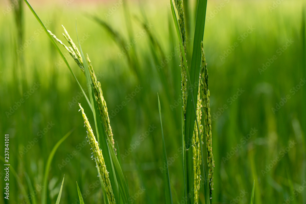 Fototapeta premium Close up of green paddy rice plant.