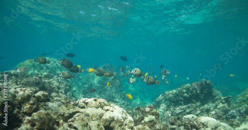 Beautiful underwater scene with a school of yellow tangs in Hawaii