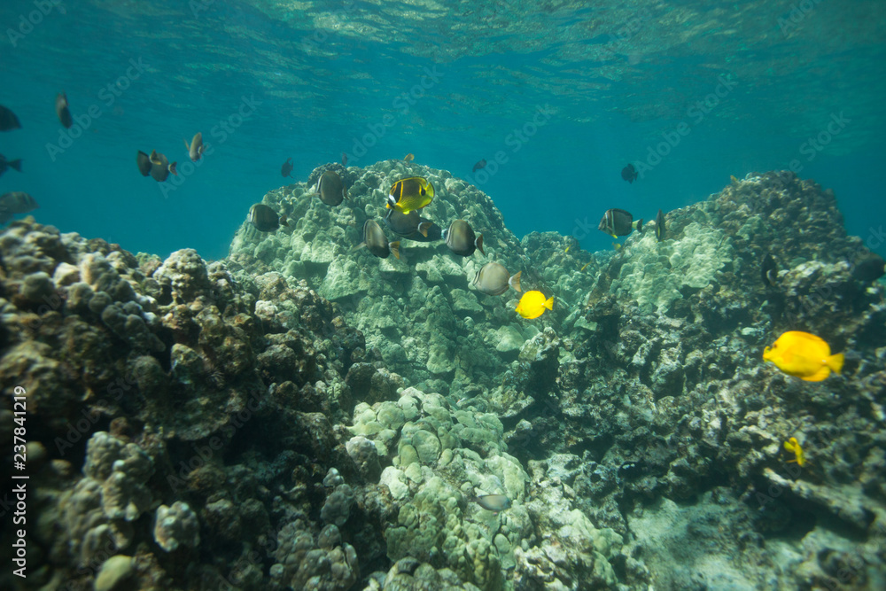 Fototapeta premium Beautiful underwater scene with a school of yellow tangs in Hawaii