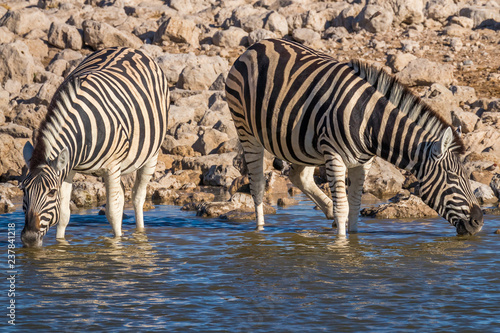 Herd of zebras   Equus Burchelli  standing in the water drinking at a water hole  Etosha National Park  Namibia.