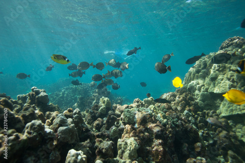 Fototapeta Naklejka Na Ścianę i Meble -  Beautiful underwater scene with a school of yellow tangs in Hawaii