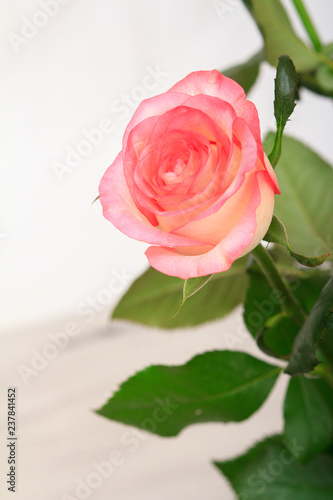 Beautiful pink rose with wooden boards on the background.