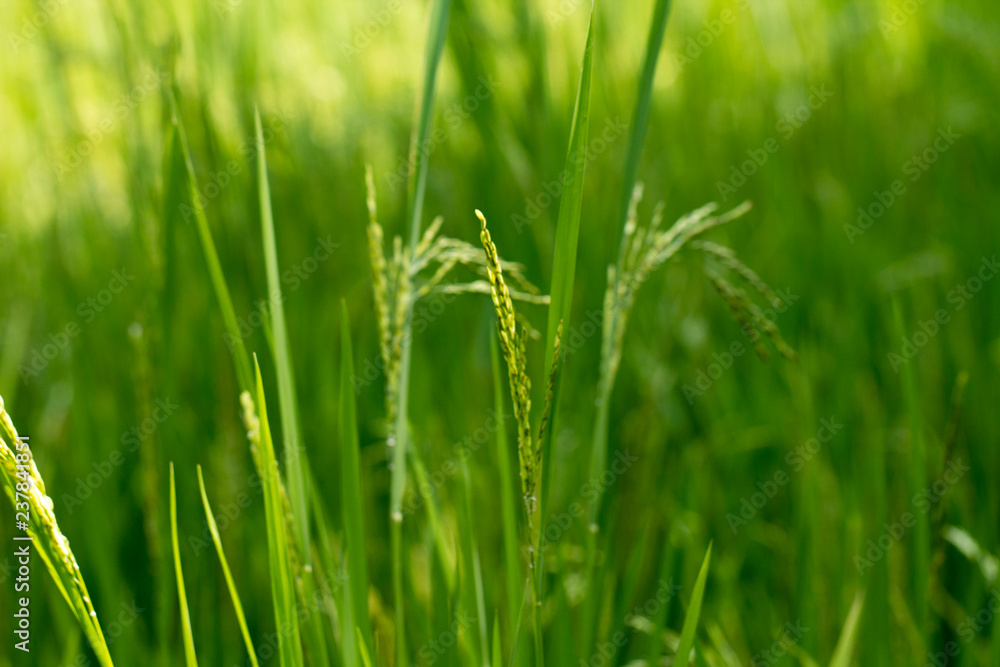 Close up of green paddy rice plant. Close up of green paddy rice plant.
