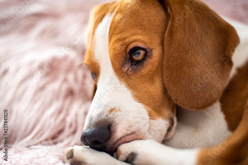 Beagle dog rests on a sofa in living room on fluffy pink cushion © Przemyslaw Iciak