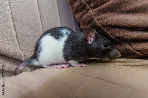 rat on the couch