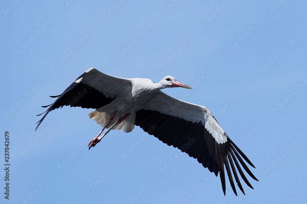 Naklejka premium White stork in flight with blue skies in the background