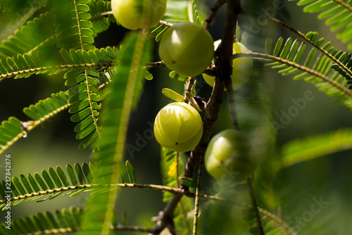 Indian Gooseberry (Phyllanthus emblica) on the tree