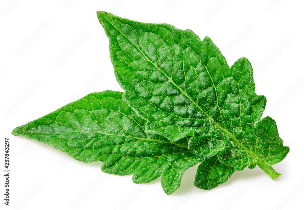 Tomato leaves isolated Tomato leaves isolated