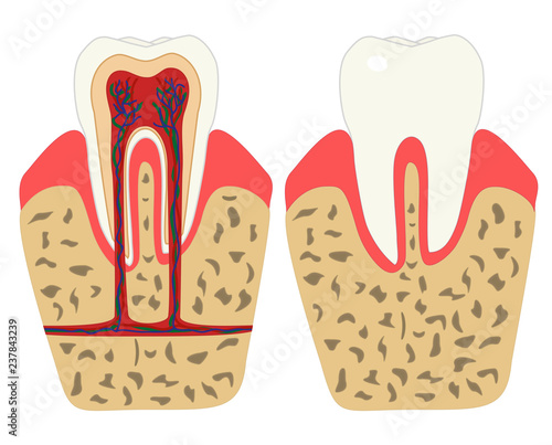Teeth