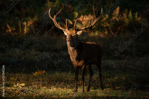 Beautiful portrait of red deer stag Cervus Elaphus in colorful Autumn Fall woodland landscape © veneratio