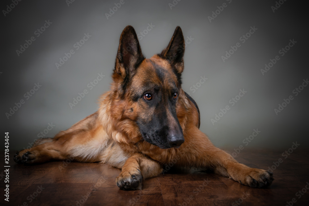 Saddened dog on a gray background. The dog is upset that the owner is gone. Waiting for the host. German Shepherd lying on the floor. Studio photo session Saddened dog on a gray background. The dog is upset that the owner is gone. Waiting for the host. German Shepherd lying on the floor. Studio photo session
