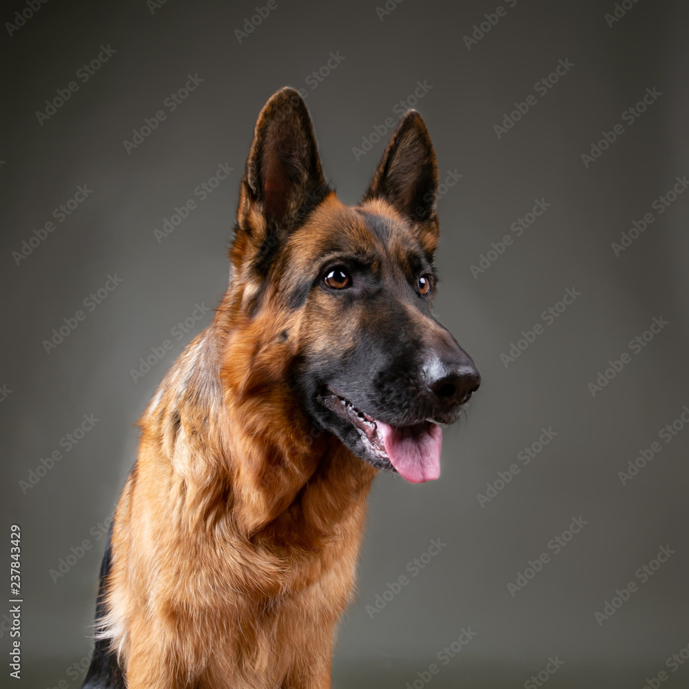 Cheerful perky dog on a gray background. German Shepherd. Cute little face. Studio photo session Cheerful perky dog on a gray background. German Shepherd. Cute little face. Studio photo session
