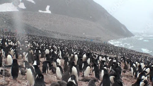 A colony of penguins in the Antarctic. photo