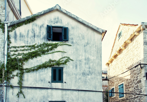 Plant that creeps along the walls of the building. green decoration of the facade of the building