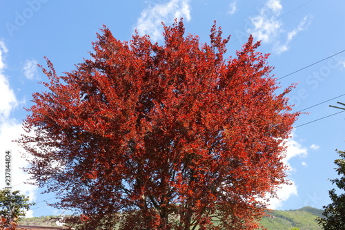 The big Red beech