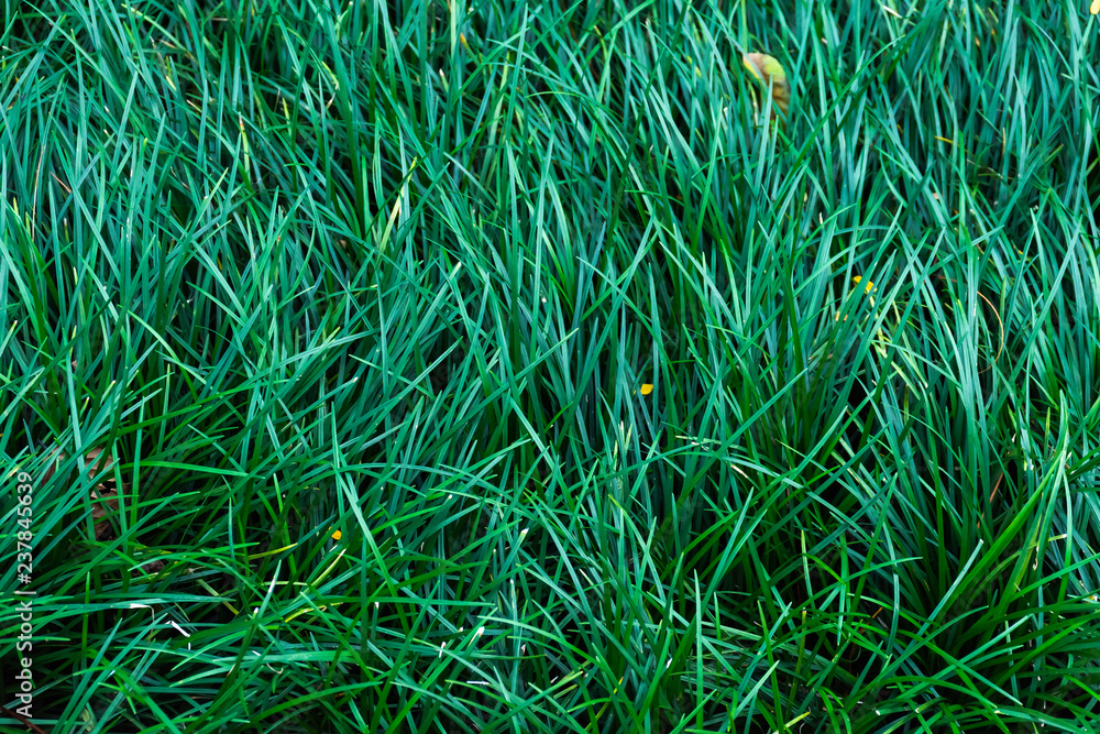 dark green grass background dark green grass background
