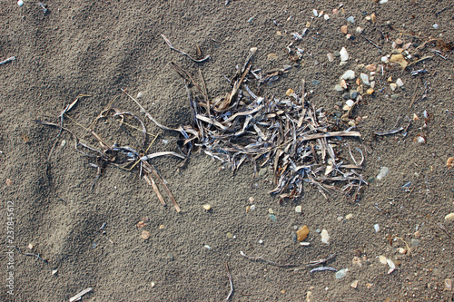 Wet beach sand algae surface