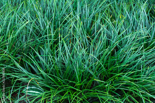 dark green grass background