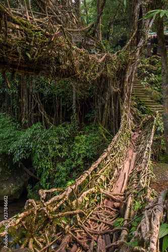 Famous Double Decker living roots bridge near Nongriat village, Cherrapunjee, Meghalaya, India. This bridge is formed by training tree roots over years to knit together. photo