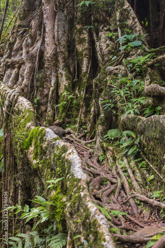 Living roots bridge close up view, Meghalaya, India. This bridge is formed by training tree roots over years to knit together.