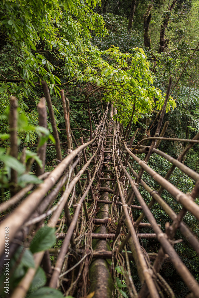 Naklejka premium Most żyjących korzeni w pobliżu wioski Nongriat, Cherrapunjee, Meghalaya, Indie. Ten most jest tworzony przez wieloletnie szkolenie korzeni drzew, aby się ze sobą łączyły.