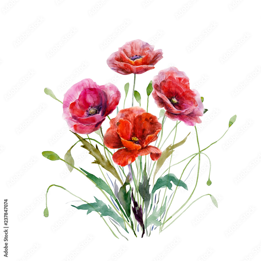 Bouquet of poppy flowers. Hand drawn watercolor illustration. Magnificent red colors floral elements for design isolated on white background. For wedding invitations, greeting cards, datings. Bouquet of poppy flowers. Hand drawn watercolor illustration. Magnificent red colors floral elements for design isolated on white background. For wedding invitations, greeting cards, datings.