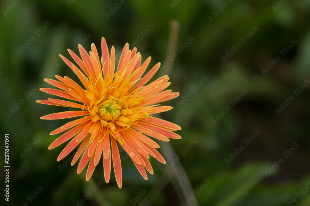 Beautiful flower, Orange gerbera flower in nature on blur background Beautiful flower, Orange gerbera flower in nature on blur background
