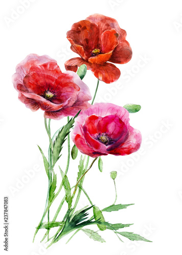 Three red poppy flowers against the background of bound  stalks. Hand drawn watercolor floral  illustration. Elements for design isolated on white. For wedding invitations  greeting cards  holidays.