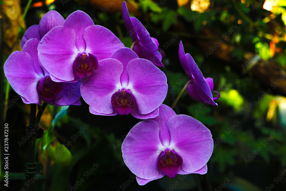 pink Phalaenopsis or Moth dendrobium Orchid flower in summer or spring day tropical garden Floral background.Selective focus.agriculture idea concept design with copy space add text. pink Phalaenopsis or Moth dendrobium Orchid flower in summer or spring day tropical garden Floral background.Selective focus.agriculture idea concept design with copy space add text.