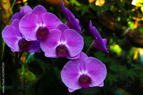 pink Phalaenopsis or Moth dendrobium Orchid flower in summer or spring day tropical garden Floral background.Selective focus.agriculture idea concept design with copy space add text.