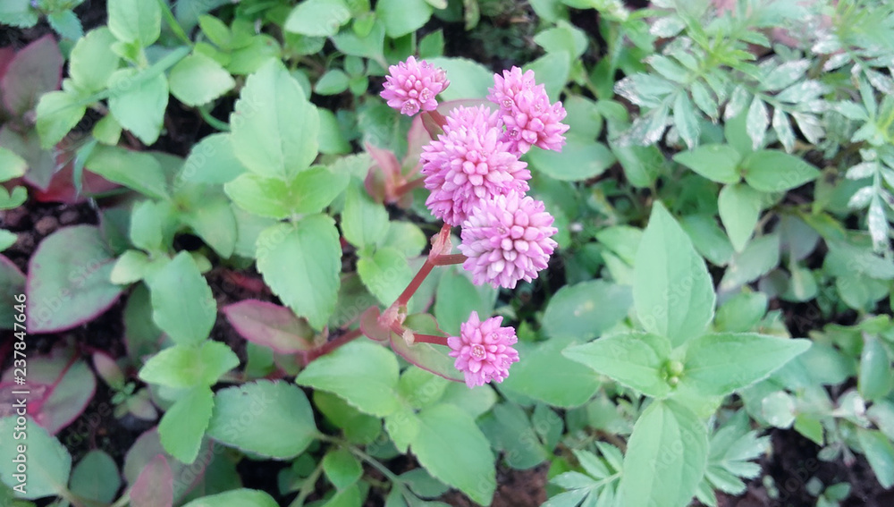 wild flower in rose colour wild flower in rose colour
