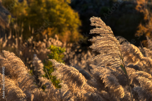 Shallow depth of fild focus on one wild grass in a field of many blowing in the wind and being backlit by the setting sun