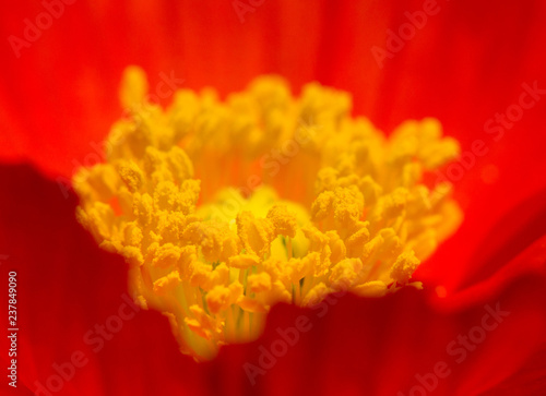 Islandmohn photo