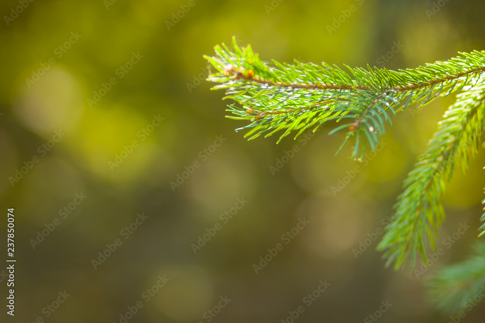Christmas tree branches on blurred background. Spruce needles on green background with bokeh. Blank for Christmas cards. Coniferous forest on sunny day