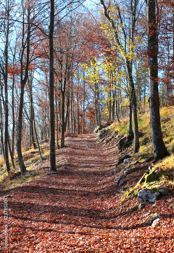 mountain path in the autumn trees
