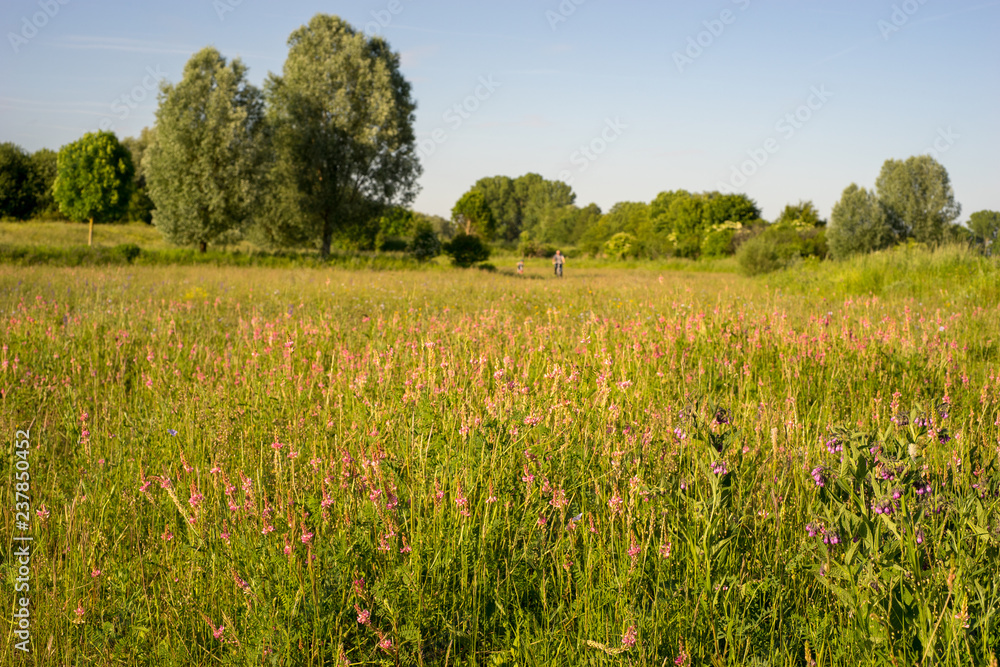 Fototapeta premium Blumenwiese