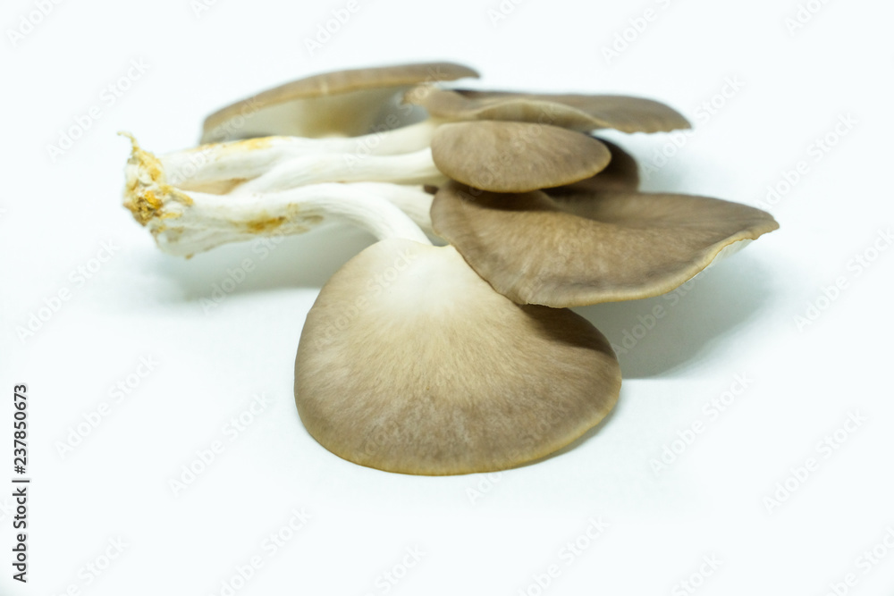 Fototapeta premium Indian Oyster Mushroom
