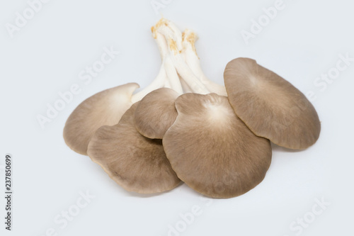Indian Oyster Mushroom
