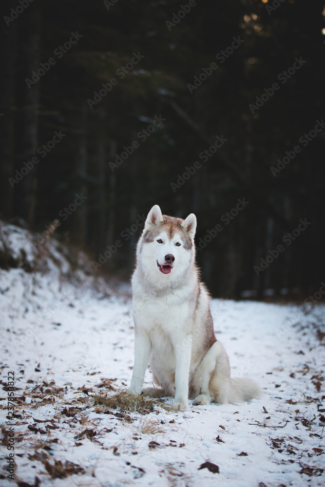 Portrait of beautiful siberian husky dog sitting on the snow path in the dark mysterious forest in winter Portrait of beautiful siberian husky dog sitting on the snow path in the dark mysterious forest in winter