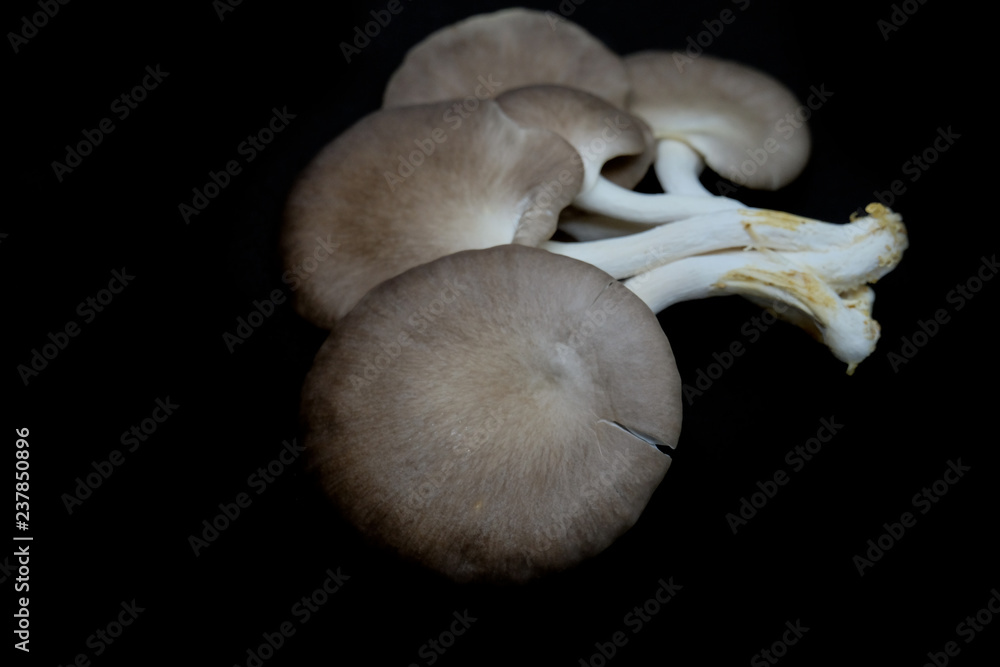 Fototapeta premium Indian Oyster Mushroom