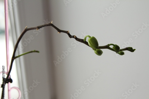Obraz na plátně Orchid peduncle