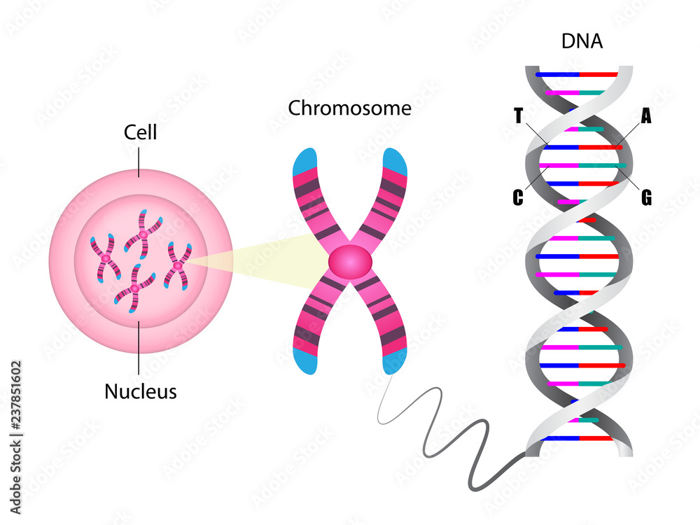 Diagram of chromosome and DNA structure Stock Vector | Adobe Stock