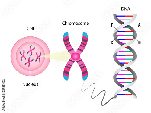 Diagram of chromosome and DNA structure photo