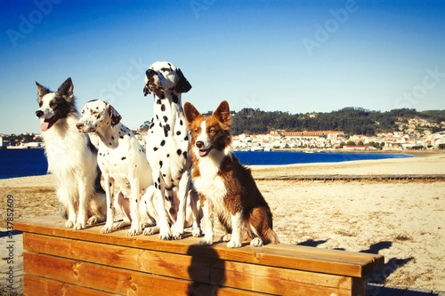 Photography portrait of dogs on a beach bench